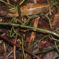 Equisetum ramosissimum  Desf.